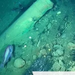 Galeón San José: libertad del cazatesoros más famoso del mundo pondría en riesgo defensa de hallazgos que adelanta Estado ante demanda internacional