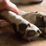 Conmoción en Bucaramanga: Hallan sin vida a “Kira”, la perrita brutalmente agredida en el barrio Betania