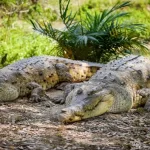 Se están comiendo entre ellos: denuncian canibalismo entre caimanes llaneros en estación de Universidad Nacional de Villavicencio por falta de comida