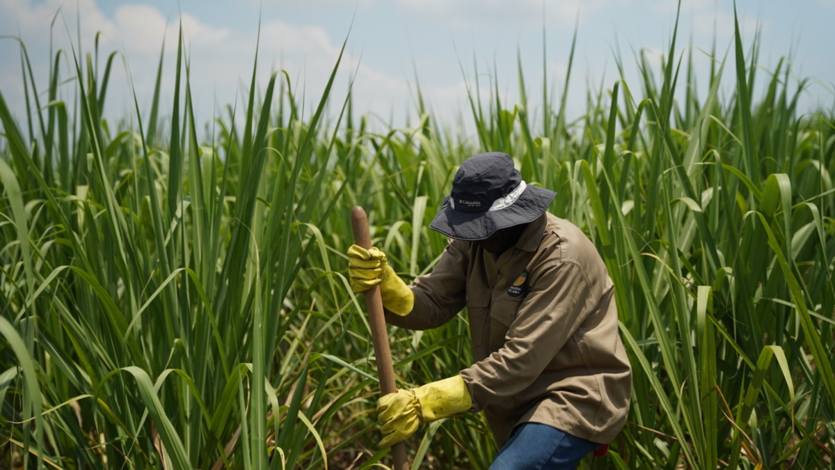 Los descomunales aumentos de avalúos catastrales para productores de caña y habitantes de zona rural en Valle y el país que alcanzan hasta 2’505.119 %