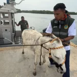 Cartagena| Rescatan a Apolo, burro maltratado en Isla Grande, y activan plan de recuperación integral con llamado urgente a frenar la violencia animal