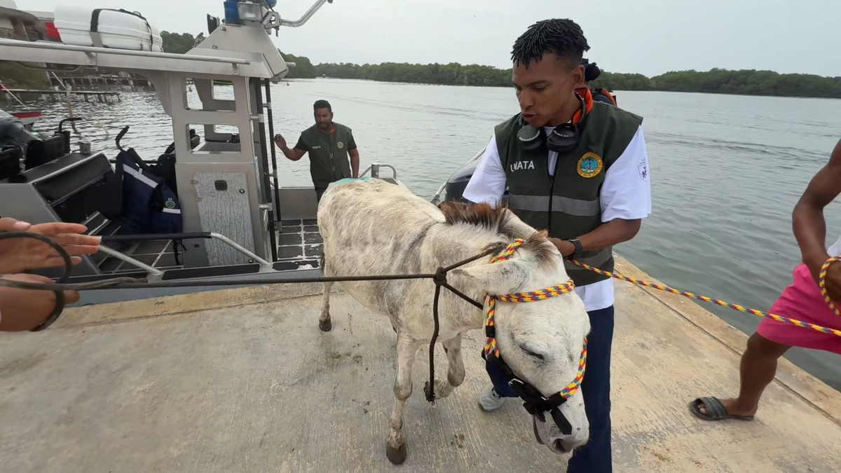 Cartagena| Rescatan a Apolo, burro maltratado en Isla Grande, y activan plan de recuperación integral con llamado urgente a frenar la violencia animal