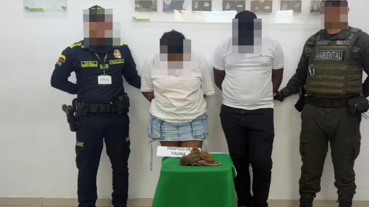 Crueldad y maltrato animal: en aeropuerto de Cartagena fue capturada pareja que salía del país con tres primates escondidos en sus partes nobles