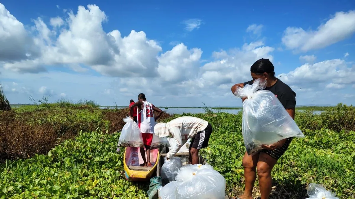 Embalse de El Guájaro recibe 200.000 bocachicos para recuperar la pesca: Atlántico proyecta sembrar 2 millones más