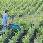 Asobancaria: ‘Necesitamos urgente un mecanismo de amortización para los sectores agroexportadores’, Indalecio Dangond, minagricultura