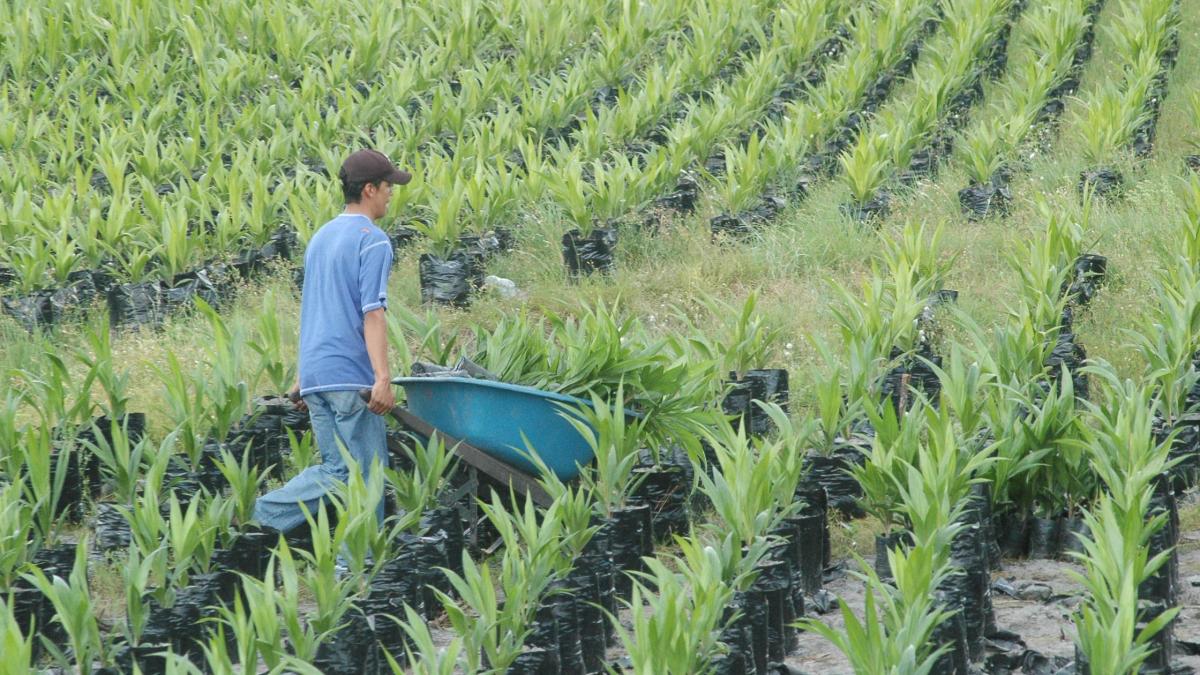 Asobancaria: ‘Necesitamos urgente un mecanismo de amortización para los sectores agroexportadores’, Indalecio Dangond, minagricultura