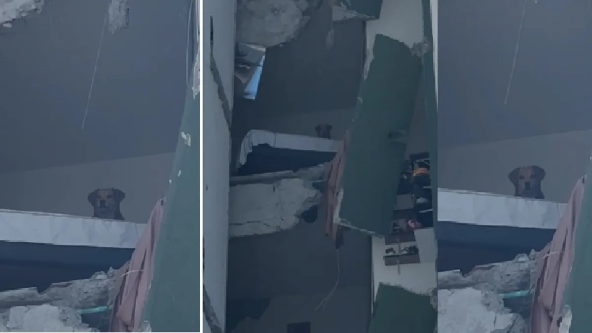 La imagen que dio la vuelta al mundo: Kiara, la perrita adoptada apenas cuatro días antes del terremoto, pasó 24 horas atrapada en un quinto piso