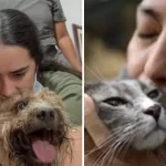 Los milagros en cuatro patas, tras el devastador terremoto en Cali: vuelve la esperanza por el rescate de 70 mascotas