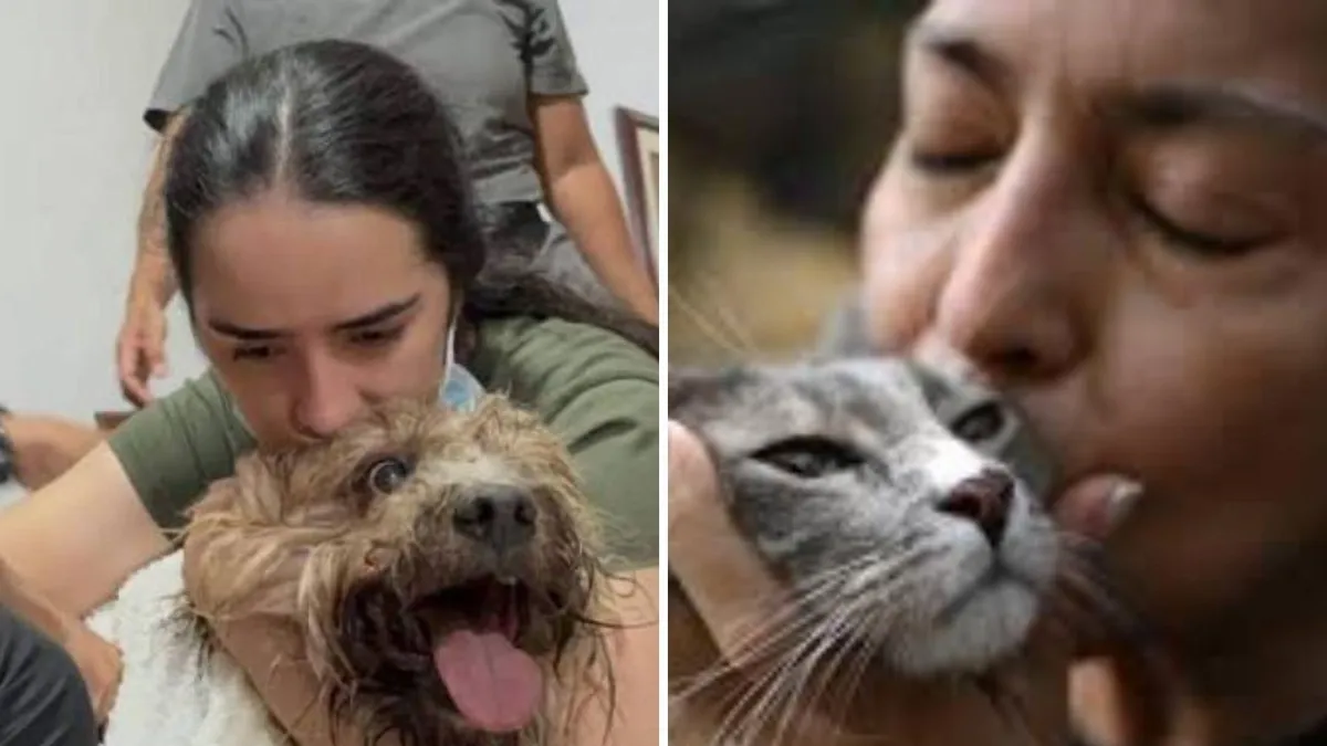 Los milagros en cuatro patas, tras el devastador terremoto en Cali: vuelve la esperanza por el rescate de 70 mascotas
