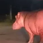 La alerta inminente que hay en Barrancabermeja por otro avistamiento de hipopótamo en casco urbano: ¿Qué pasó con el contrato para retirar la especie?